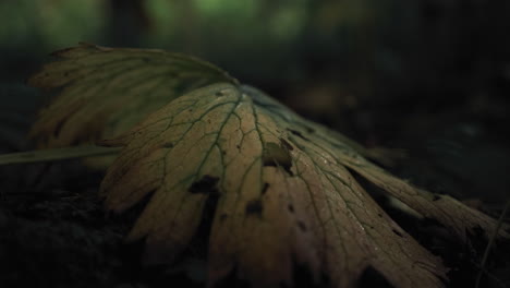4k-Close-up-shot-of-fallen-leaf-in-forest-of-Norway