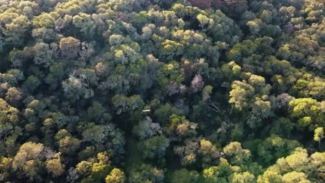 Flying-over-a-bird,-drone-aerial-flyover-California-forest,-Bay-Area,-green-trees