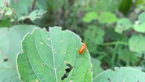 Closeup-of-orange-Pumpkin-beetle-eating-crop-leaves,-insect-infestation,-day