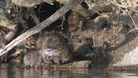Nutria,-myocastor-coypus-family-nesting-on-the-riverside,-cleaning-and-grooming-in-front-of-their-den-home,-constantly-rubbing-their-face-and-the-rest-of-the-body-with-front-claws