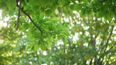 Exuberante-árbol-Verde-Con-Sol-Brillando-A-Través-De-Las-Hojas