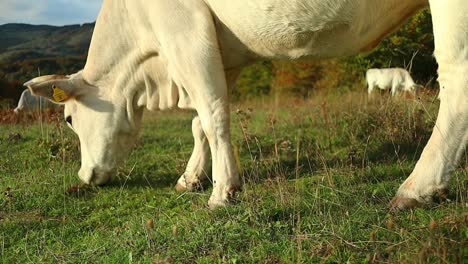 Vaca-Lechera-Pastando-En-La-Naturaleza-Prístina-Come-Hierba-Verde-Fresca,-Primer-Plano