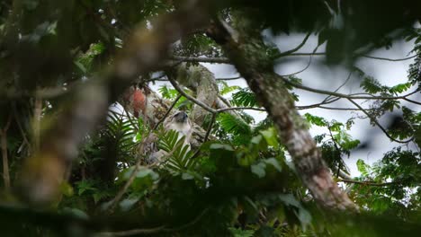 A-young-Eagle-looking-around-on-top-of-a-fern-waiting-for-its-parents-to-come-during-a-foggy-day,-Rare-Footage,-Philippine-Eagle-Pithecophaga-jefferyi,-Philippines