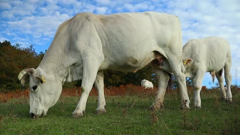 La-Vaca-Amamanta-A-Un-Ternero-Joven-Mientras-Pasta-En-El-Prado-De-Una-Granja-Orgánica-Italiana