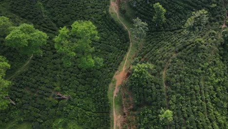 Narrow-path-through-hilly-tea-garden-in-Sylhet,-Bangladesh