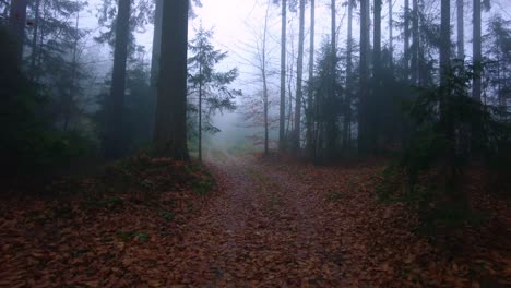 Geheimnisvoller-Waldweg-Im-Herbstwald