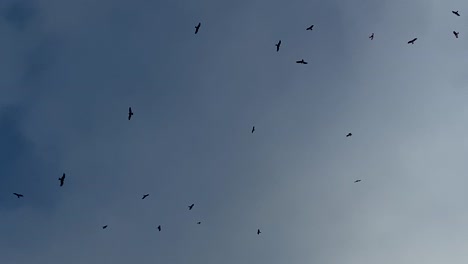 Silhouette-birds-flying-socially-overhead-in-random-crossings-against-cloudy-sky