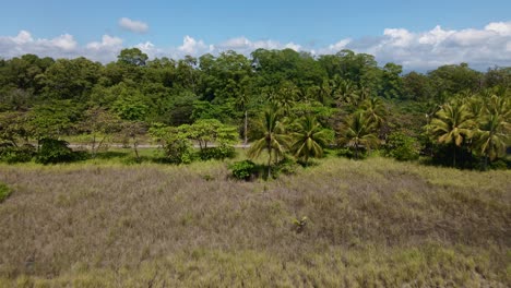 Frondoso-Bosque-De-Palmeras-Sentarse-En-La-Costa-De-Costa-Rica