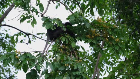 Reaching-out-and-plucking-leaves-and-flowers-to-eat,-Dusky-Leaf-Monkey-Trachypithecus-obscurus,-Thailand