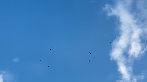 Black-birds-flying-gliding-overhead-across-clear-blue-sky-and-airy-white-clouds