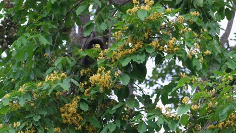 Feeding-on-flowers-deep-into-the-foliage,-Dusky-Leaf-Monkey-Trachypithecus-obscurus,-Thailand