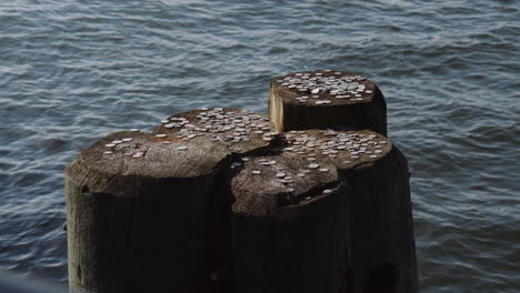 Wooden-pole-with-coins-on-top-in-Hudson-River-with-ripples,-close-up-view