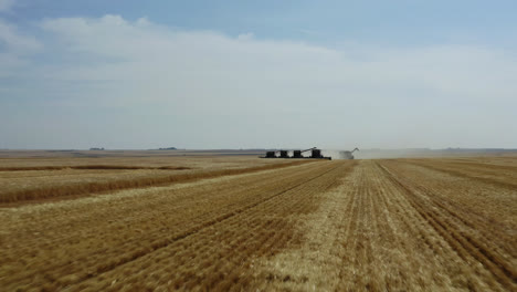 Low-aerial-zoom-towards-combines-harvesting-grain-in-Saskatchewan,-Canada