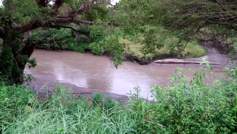 Flowing-river-with-brown-water-in-the-middle-of-leafy-rainforest-in-Kenya