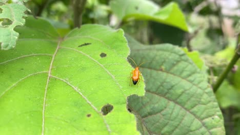 Foliar-pest-red-pumpkin-beetle-sitting-on-top-of-eaten-leaf,-static,-closeup