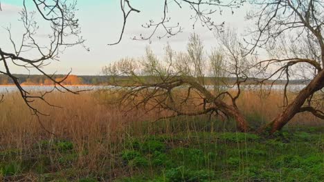 Wildes-Unkraut,-Das-An-Den-Ufern-Des-Juglas-Sees-In-Lettland-Wächst