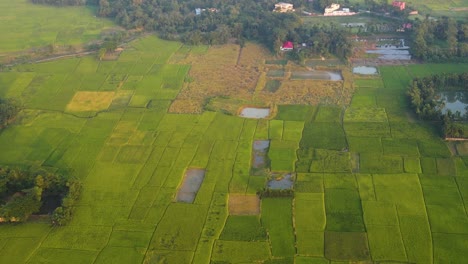 Luftaufnahme-Des-Schönen-Ackerlandes-In-Sylhet-Bangladesch