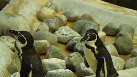 Pinguin-Geht-Auf-Seinen-Freund-Zu,-Nur-Um-Hinter-Ihm-Zu-Stehen-Und-Sieht-Lustig,-Süß,-Gesund,-Familien-vibe,-Stamm-Zusammen-Um-Den-Schwimmbad-Herum,-Mit-Zufällig-Großen-Steinen-Um-Sie-Herum,-Zeitlupe
