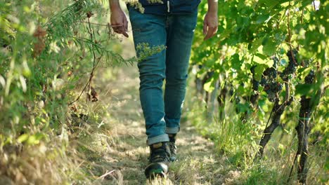 Closeup-of-a-man's-feet-walking-through-vineyards-red-wine