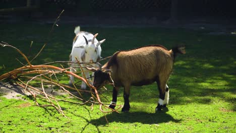 small-family-of-3-goats-are-eating-a-tree-branch-together-on-sunny-day-at-vivid-grass-peaceful-cute-wholesome-unique-shot-cinematic-film-documentary-beautiful