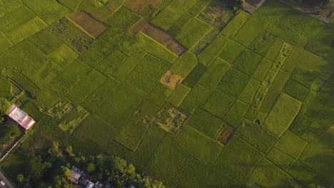 Fliegen-Sie-über-Ein-Flickenteppich-Aus-Grünen-Und-Braunen-Reisfeldern-In-Sylhet,-Bangladesch