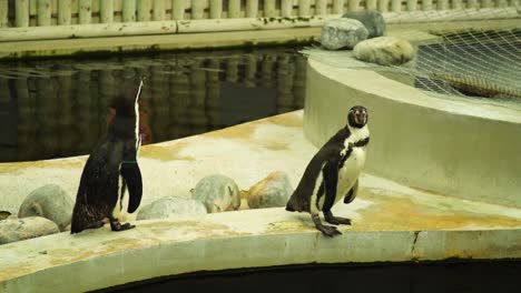 three-penguins-are-interacting-between-each-other-one-of-them-in-the-water-is-trying-to-get-them-to-swim-with-him-they-are-looking-confused-and-looking-back-to-back