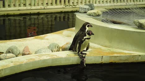 Pinguine-Laufen-Um-Den-Rand-Eines-Schwimmbeckens-Herum,-In-Dem-Sich-Einige-Steine-Befinden,-Und-Einer-Von-Ihnen-Ist-Im-Wasser-Und-Spricht-Mit-Seinem-Freund,-Also-Geht-Er-In-Zeitlupe-Mit-Ihm-Schwimmen