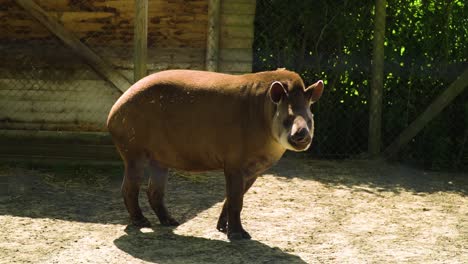 Endangered-animal-that-looks-like-a-pig-called-tapir-standing-on-one-spot-looking-in-a-camera-wide-shot-slow-motion-bi-ears-nobody-around-sunny-vibrant-colours
