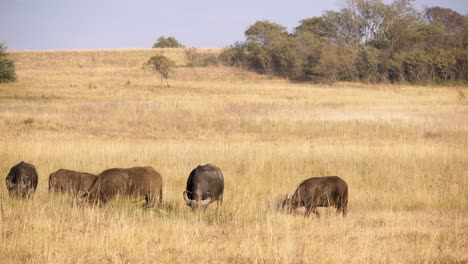 Eine-Kleine-Herde-Afrikanischer-Büffel-Weidet-In-Den-Hohen-Gräsern-Der-Savanne