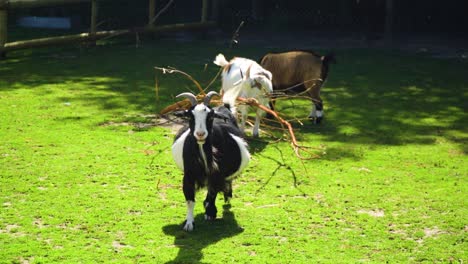 family-of-three-goats-gathering-and-eating-from-a-same-tree-the-biggest-black-and-white-coloured-goat-leaves-as-he's-fed-up-and-his-belly-can't-handle-anymore-food-funny-cute-vivid-green