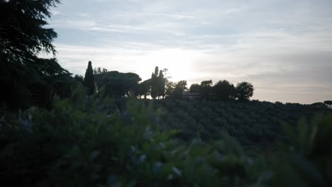 Peaceful-Nature-With-Greenery-Plantation-On-Sunrise-In-Italy