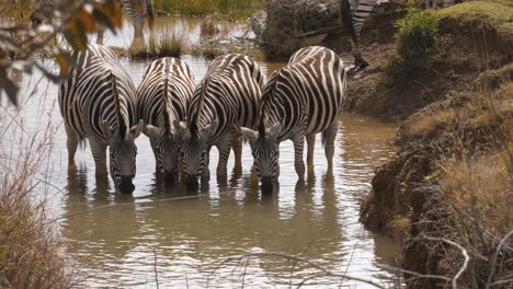 Schöne-Bilder-Von-Vier-Zebras,-Die-An-Einer-Wasserstelle-In-Der-Wildnis-Südafrikas-Trinken