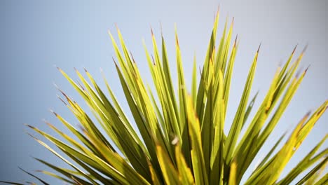Low-angle-view-of-spiky-leaves-of-a-young-cabbage-tree-moving-in-the-wind