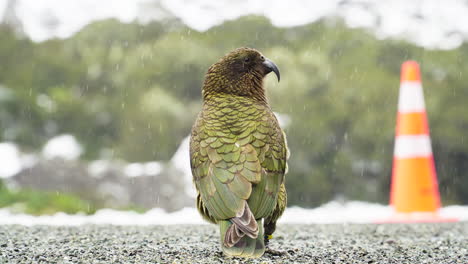Close-up-of-green-parrot-on-the-road-while-it-is-snowing