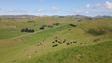 Rinder-Durchstreifen-Die-Hügelige-Landschaft-Südneuseelands