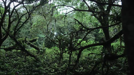 Sich-Durch-Die-Tropische-Vegetation-In-Panama-Bewegen