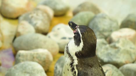Pingüino-Durmiendo-Alrededor-De-Piedras-De-Diferentes-Formas-Durante-El-Día-Junto-A-Su-Piscina-A-Cámara-Lenta