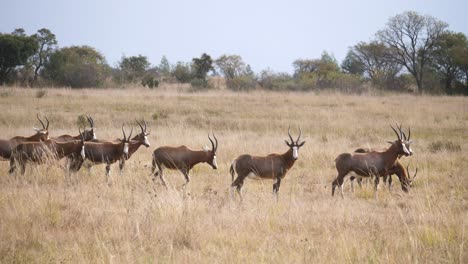 Eine-Herde-Blessböcke-Wandert-Durch-Die-Hohen-Gräser-Der-Savanne-Südafrikas