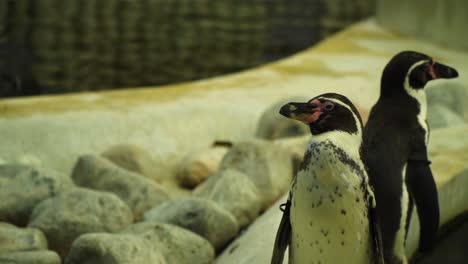 Der-Schläfrige-Pinguin-Schläft-Im-Stehen-Ein,-Ist-Sich-Aber-Nicht-Sicher,-Weil-Andere-Pinguine-In-Der-Nähe-Sind,-Die-Sein-Essen-In-Zeitlupe-Nehmen-Möchten