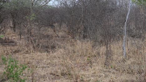Wild-leopard-waits-quietly-as-it-stalks-it's-prey-in-Hwange-National-Park,-Zimbabwe,-Africa