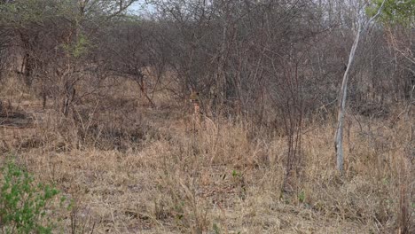 Aufmerksame-Seltene-Wilde-Leopardensichtung-Im-Kruger-Nationalpark,-Südafrika