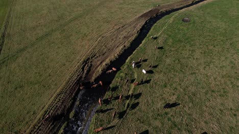 Vieh,-Das-In-Der-Nähe-Eines-Baches-Auf-Einer-Farm-Im-Ländlichen-Island-Umherstreift---Drohne-Kippt-Nach-Oben