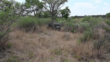 Bebé-Rinoceronte-Y-Su-Madre-En-El-Parque-Nacional-De-Hwange-En-Zimbabwe,-áfrica