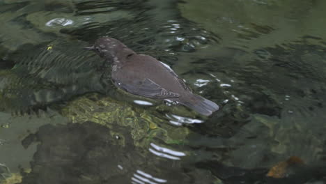 Brown-dipper-swimming-in-clear-stream-and-diving-underwater-foraging-for-invertebrates