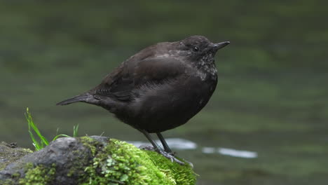Brown-dipper-perching-on-algae-covered-stone-on-the-stream-bank-searching-for-food