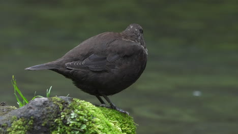 Close-up-of-a-round-brown-dipper-perching-on-stone-covered-with-algae-on-the-stream-bank
