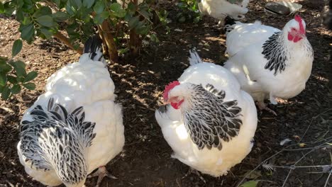 Close-up-three-white-fat-chickens-with-black-neck-feathers-self-cleaning
