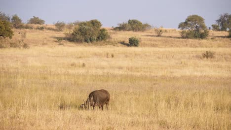 Der-Mächtige-Kaffernbüffel-Grast-In-Den-Hohen-Gräsern-Der-Südafrikanischen-Savanne