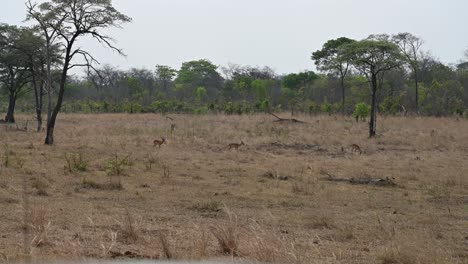 male-horned-gazelle-and-females-graze-and-move-quickly-from-a-clearing-in-Matabo-Naitonal-Park,-Africa