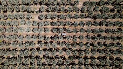 Drone-shot-of-a-date-palm-in-4K_1